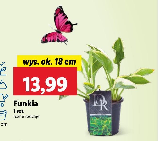 Funkia promocja