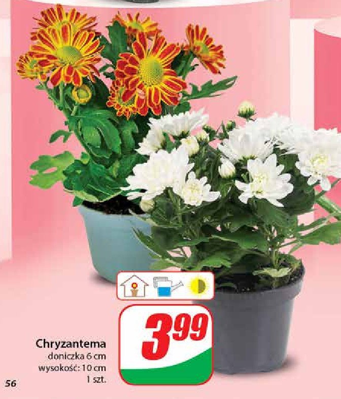 Chryzantema promocja