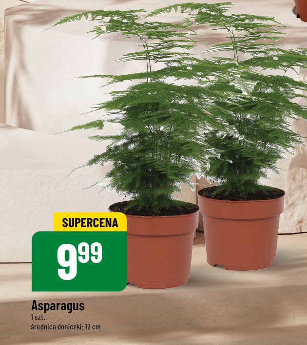 Asparagus promocja w POLOmarket