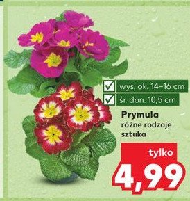 Prymula promocja w Kaufland