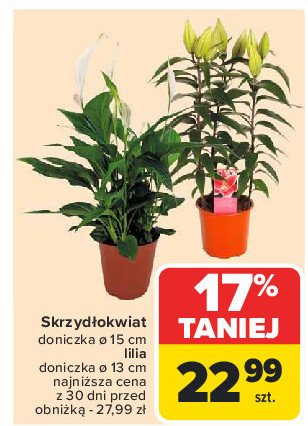 Skrzydłokwiat don 15 cm promocja