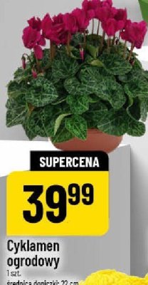 Cyklamen ogrodowy promocja w POLOmarket