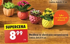 Roślina w doniczce ceramicznej promocja