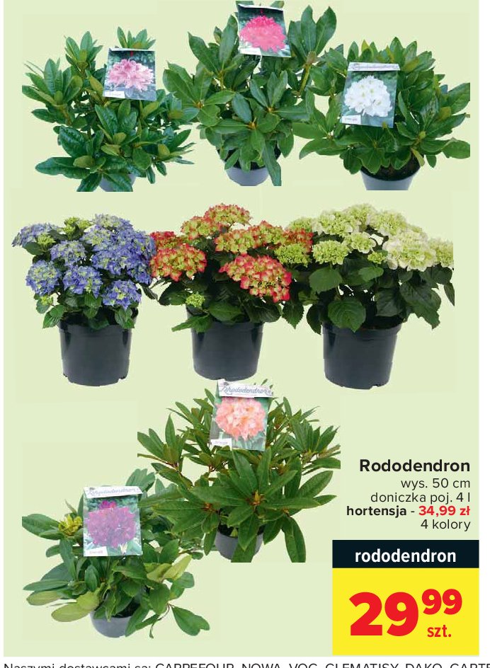 Rododendron wielokwiatowy wys. 50 cm promocja