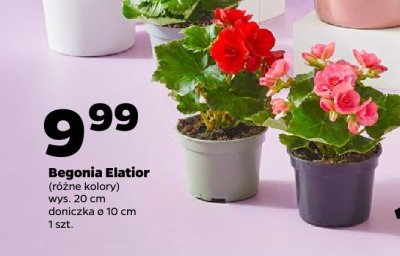 Begonia Elatior (różne kolory) promocja w Netto