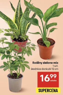 Rośliny zielone mix promocja w Delikatesy Centrum