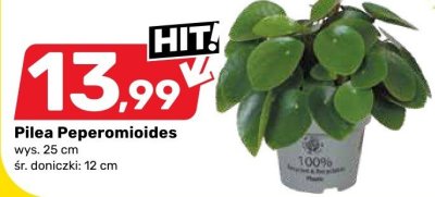 Pilea promocja w Bricomarche