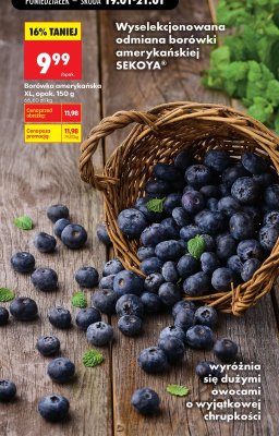 Borówka amerykańska XL SEKOYA promocja w Biedronka