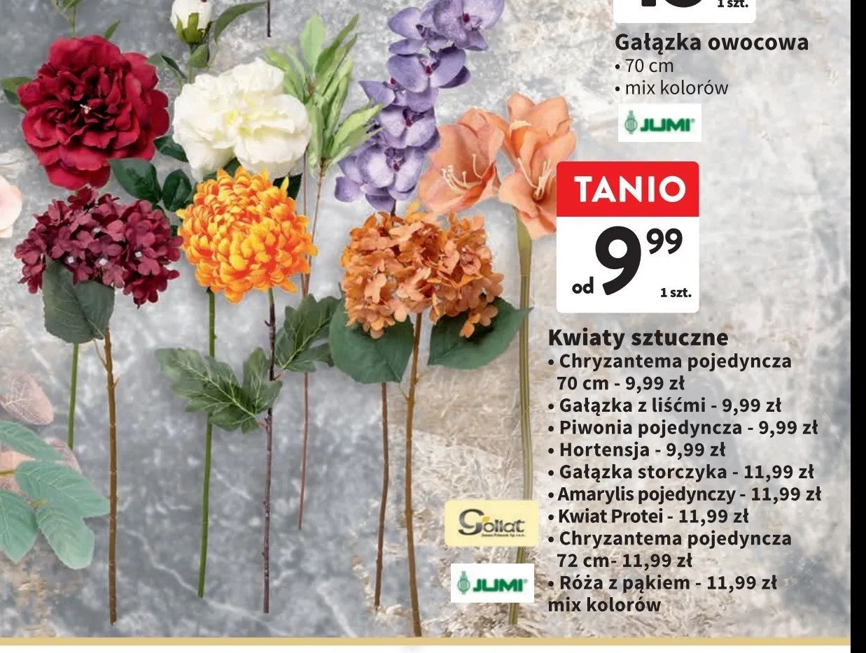 Piwonia pojedyncza Goliat promocja w Intermarche