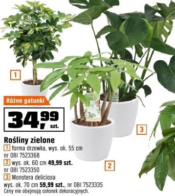 Roślina Monstera deliciosa wys. ok. 70 cm promocja w OBI