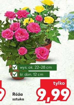 Róże w donicy o śr. 12 cm promocja