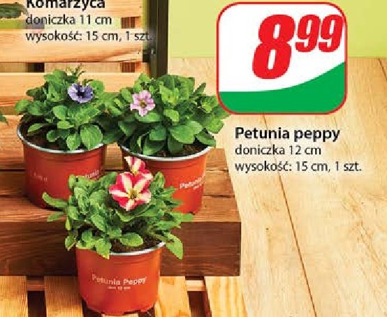 Petunia peppy 12 cm promocja