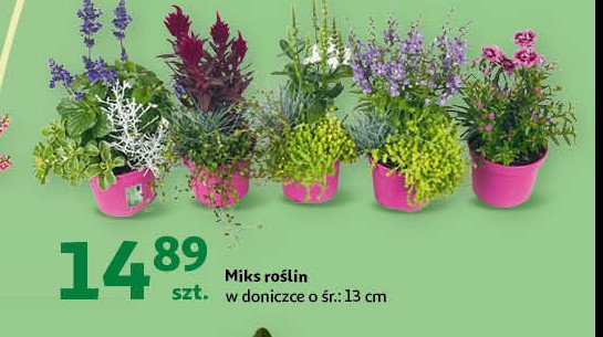 Miks roślin 13 cm promocja