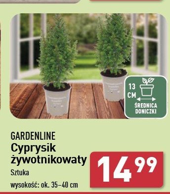 Cyprysik 13 cm GARDEN LINE promocja w Aldi