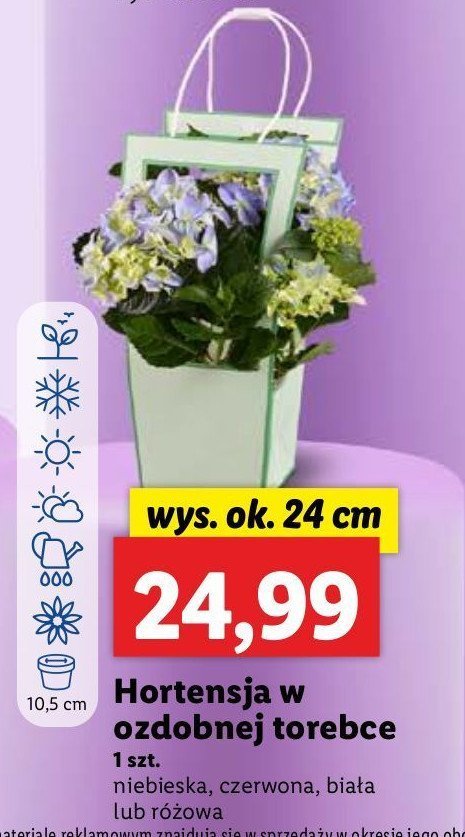 Hortensja w torebce 10.5 cm promocja