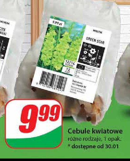 Cebule kwiatowe GREEN STAR promocja w Dino