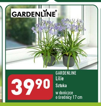 Lilie orientalne fioletowe promocja