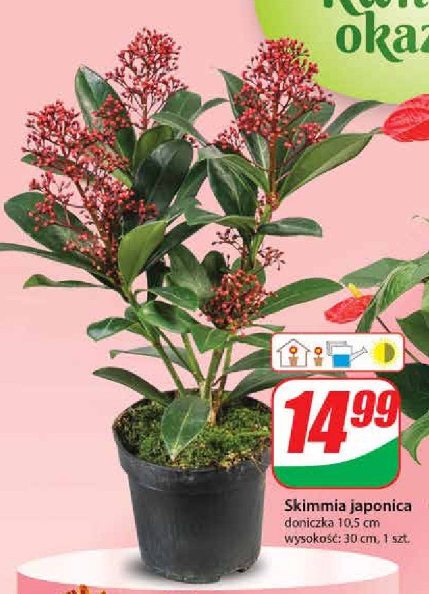 Skimmia japonica 30 cm promocja