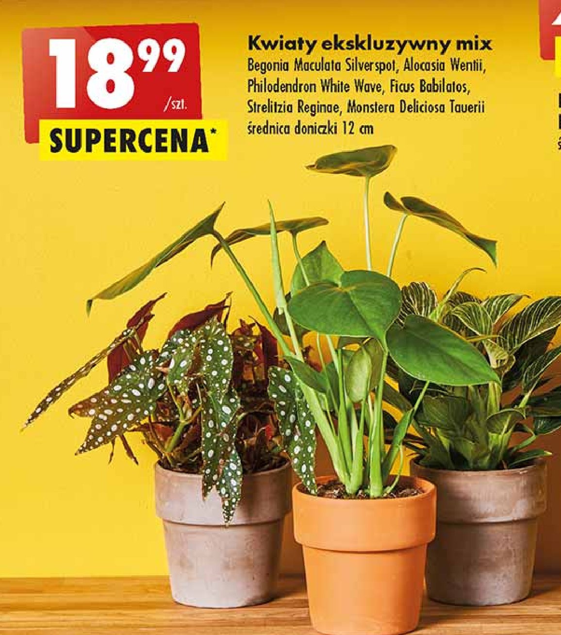 Monstera deliciosa touerii 12 cm promocja w Auchan