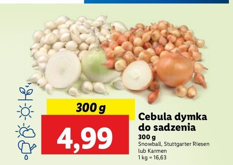 Cebula dymka stuttgarter riesen promocja