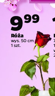 Róża 50 cm promocja