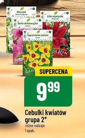 Cebulki wiosenne grupa 2 Garderin promocja