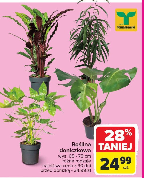 Monstera 60 cm Tomaszewski promocja