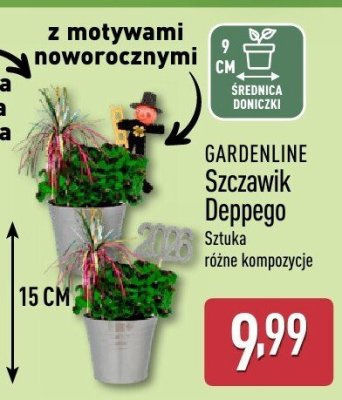 Szczawik Deppego promocja w Aldi