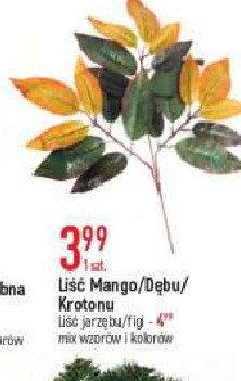 Li艣膰 mango promocja