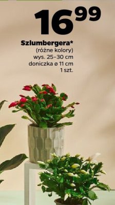 Szlumbergera (różne kolory) promocja w Netto