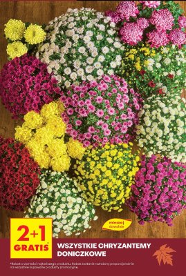 Chryzantemy doniczkowe - wszystkie rodzaje promocja w Biedronka