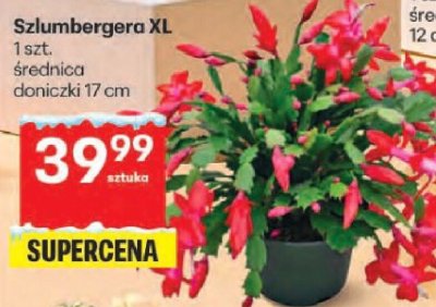 Szlumbergera XL promocja w Delikatesy Centrum