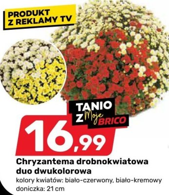 Chryzantema promocja w Bricomarche