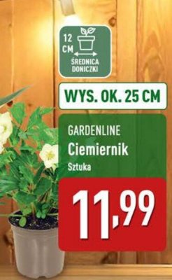 Ciemiernik  promocja w Aldi
