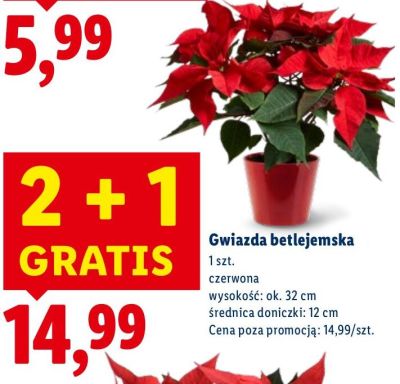 Gwiazda betlejemska 2+1 gratis promocja w Lidl