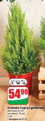 Drzewko Cyprys goldcrest 21 cm promocja w Dino