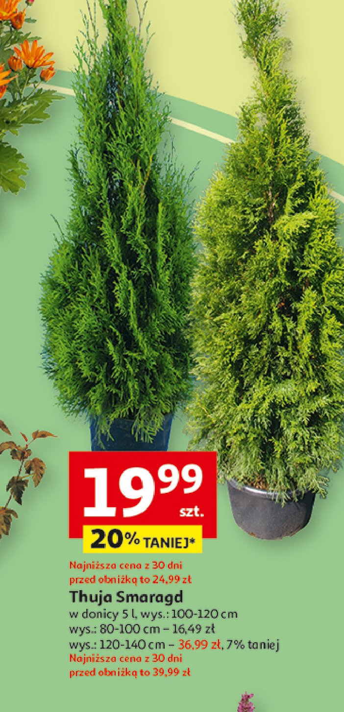 Thuja smaragd 80-100 cm promocja