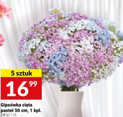 Gipsówka cięta pastel 50 cm, 1 kpl. promocja w Twój Market