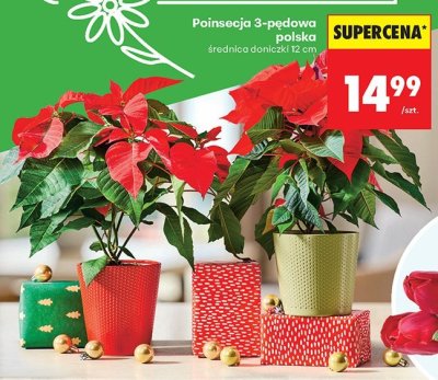 Kwiat Poinsecja 3-pędowa promocja w Biedronka