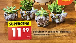 Sukulent w ozdobnej doniczce promocja