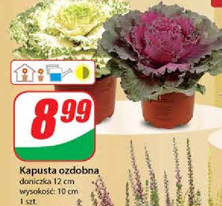 Kapusta ozdobna 12 cm promocja