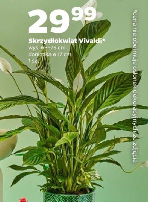 Skrzydłokwiat Vivaldi promocja w Netto