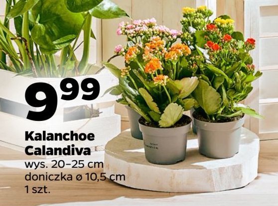 Kalanchoe calandiva śr. 10.5 cm promocja