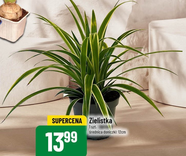 Zielistka promocja