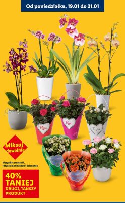 Wszystkie storczyki, różyczki doniczkowe i kalanchoe DRUGI -40% promocja w Lidl