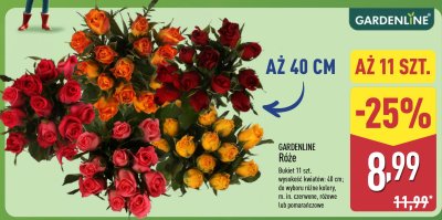 Róże 11 szt. promocja w Aldi