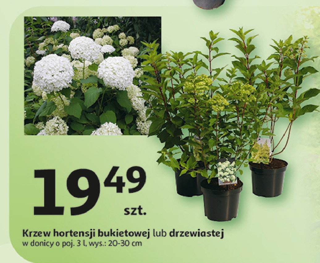 Krzew hortensji drzewiastej promocja