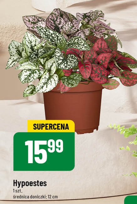 Hypoestes 12 cm promocja w POLOmarket