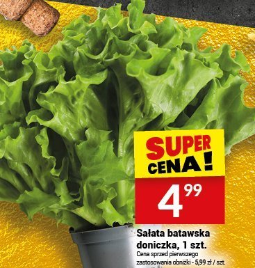 Sałata batawska doniczka promocja w Twój Market
