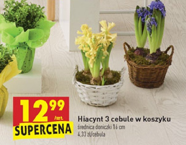 Hiacynt w koszyku 16 cm promocja